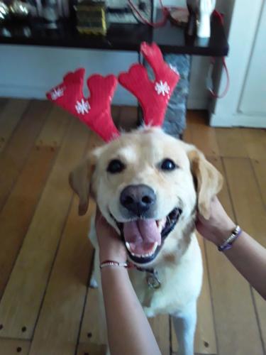 a dog with reindeer ears on its head at A & E Buenos Aires in Buenos Aires