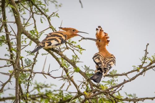 two birds perched on top of a tree branch at Kwetu Guest Farm in Swellendam