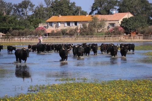 Una manada de vacas caminando a través de un río con una persona en Manade des Baumelles, en Saintes-Maries-de-la-Mer