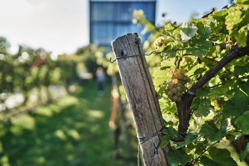 Taman di luar Gästehaus im Weingut am Stein