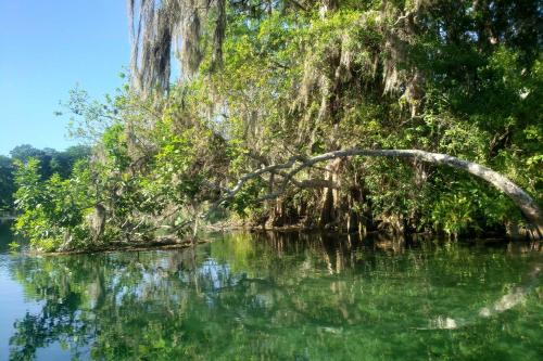 a tree hanging over the water in a river at Rainbow River Home with Private Kayak Dock in Dunnellon