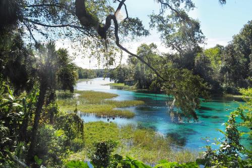 a river with blue water and green vegetation at Rainbow River Home with Private Kayak Dock in Dunnellon