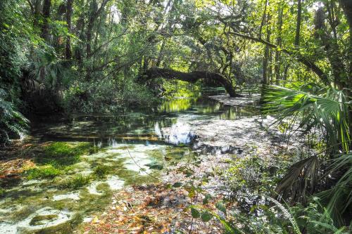a creek in the middle of a forest at Rainbow River Home with Private Kayak Dock in Dunnellon