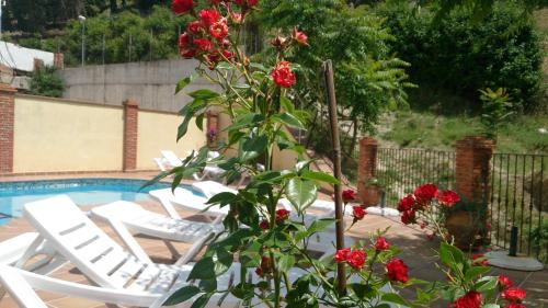 a bush with red flowers next to a pool at Alojamiento Nohal in La Iruela