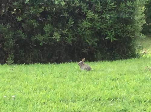 a rabbit sitting in the grass in a field at Hill top view farm stay in Uruti