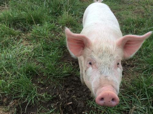a white pig is laying in the grass at Hill top view farm stay in Uruti