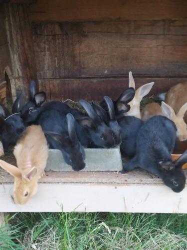a group of rabbits laying on a step at penzion Poutník in Mláka