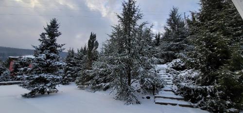 a group of trees are covered in snow at Apartamenty Solar in Wisła