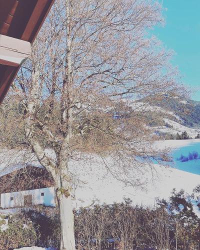 a tree in the snow next to a house at Hof Oberhaus in Kitzbühel