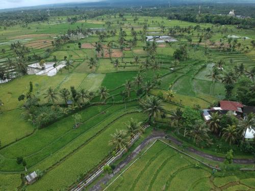 an aerial view of a field with palm trees at Peraja Bungalows Loyok in Sangyang
