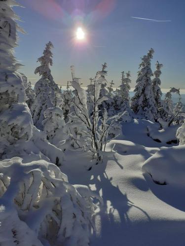 a snow covered forest with the sun in the background at Ferienwohnung-im-Haus-Christine in Riedlhütte