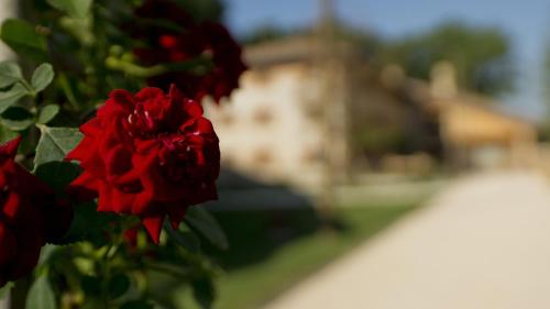 a red rose on a bush with a building in the background at Ca' Muliner in Azzano Decimo