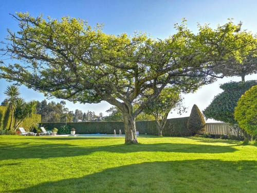 Ein Baum mitten auf einem grünen Hof in der Unterkunft Hogar Gallán in Gondomar
