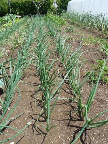 a row of plants in a field of grass at Apartment Ivan-Experience 3 Bedrooms in Ljubuški
