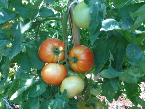 a bunch of tomatoes growing on a plant at Faros in Milopotamos