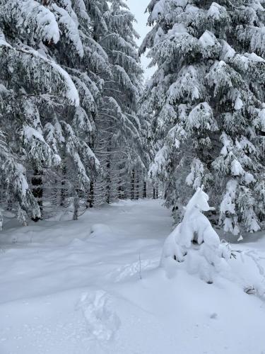 a group of trees with snow on them at Bergstadthütte Harz in Bad Grund