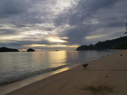 a dog walking on the beach at sunset at 48 悠之处NO . 48, PERSIARAN ALAM IMPIAN 3 VILLA RIADAH ALAM IMPIAN PANGKOR, 32300 PANGKOR , PERAK. in Pangkor