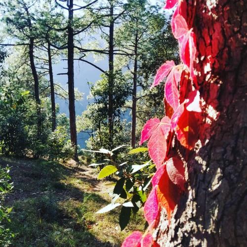 a tree with red leaves on the side of it at Shimla Pines Homestay in Shimla