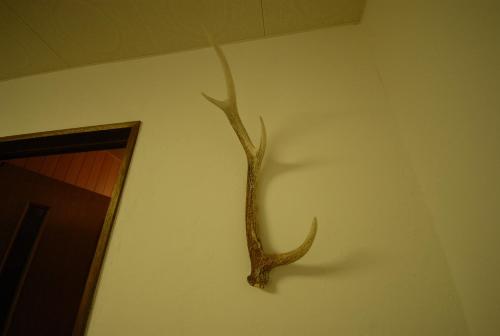 a branch hanging on a wall next to a wall at Tarochan House in Engaru