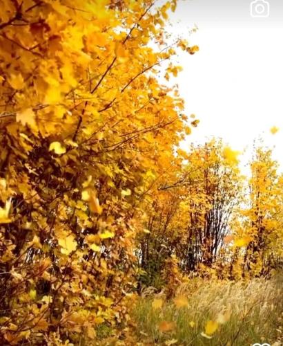 a group of trees with yellow leaves in a field at El Robledillo in Robledillo
