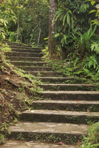 a set of stone stairs in a forest at Calibishie Sandbar in Calibishie