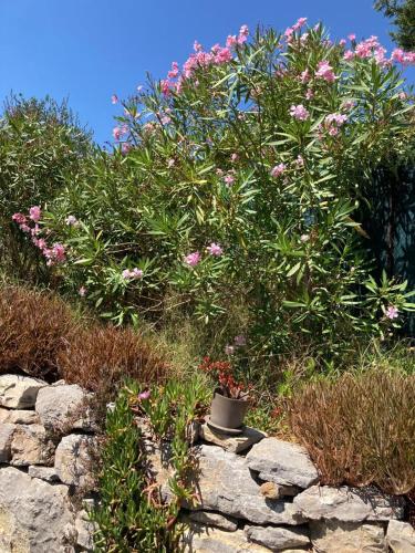 a bush with pink flowers on top of a stone wall at Lone Star House in Sainte-Maxime