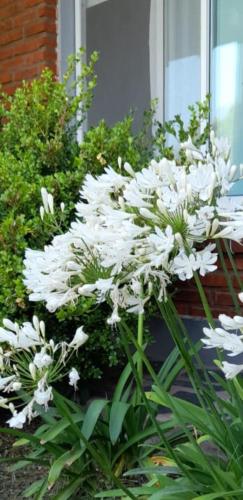 un ramo de flores blancas delante de una ventana en Dpto en Tandil en Tandil