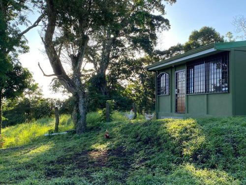 a small green building in a field with a tree at Basecamp Arenal in Tronadora