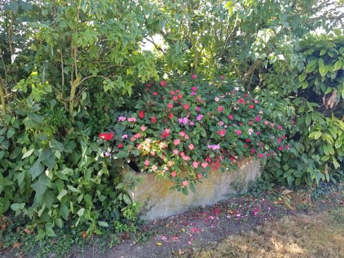 a bush of pink flowers in a garden at A la Campagne ,Halte ,Séjour et Détente in Moncontour-de-Poitou