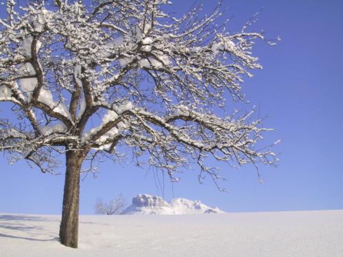 a tree covered in snow with a mountain in the background at Stangl - Hof in Bad Aussee
