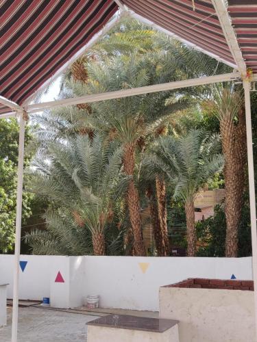 a tent with palm trees in the background at ABAZIDO Nubian Guest House in Aswan