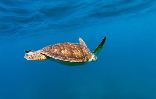 a green sea turtle swimming in the water at Manta Dhangethi in Dhangethi