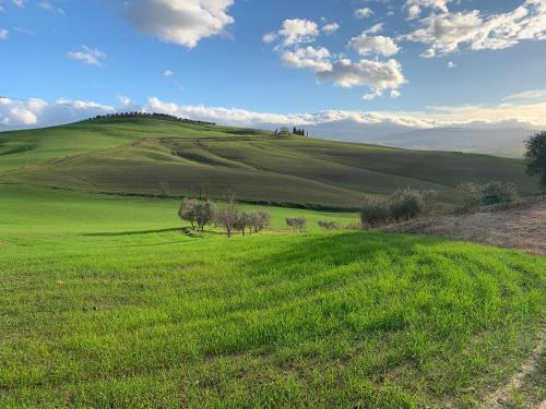 a green field with trees on top of a hill at Agriturismo Poggio Tobruk in Pienza
