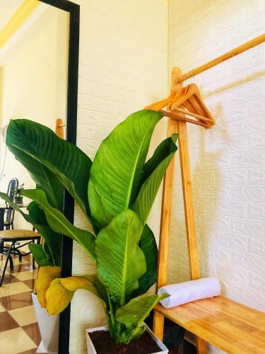 a green plant sitting next to a wooden table at Nụ Cười Xinh in Da Lat