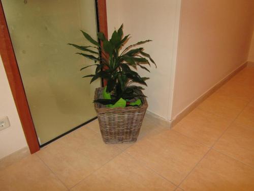 a potted plant sitting on the floor in a hallway at Cal Metge de Gualba in gualba de Dalt