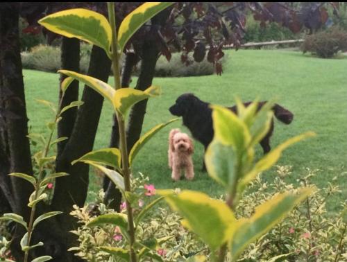 two dogs standing in the grass in a yard at CHALET VELA Natura e Relax in Gavardo