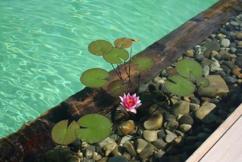 uma planta com uma flor rosa na água em COTTAGE-GITE COEUR DE SUNDGAU em Leymen