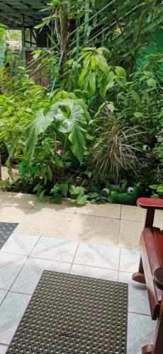 a garden with green plants and a wooden bench at Cabinas Mitchaelle's in Puerto Viejo