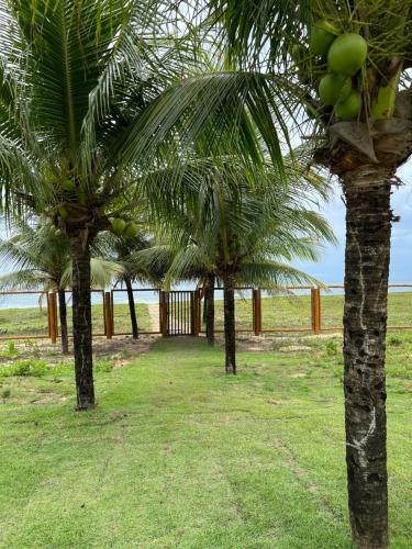 a group of palm trees in a grass field at Apto novo Imperia Lounge pé-na-areia Itacimirim in Itacimirim