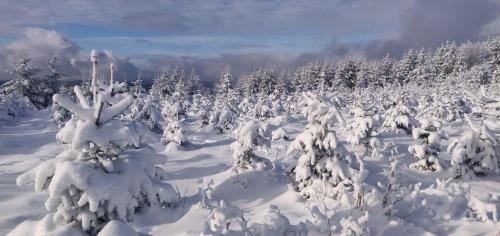 a snow covered forest with trees covered in snow at Gasthof Braun in Schmallenberg