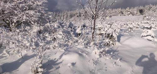 a snow covered field with trees and a snow covered ground at Gasthof Braun in Schmallenberg