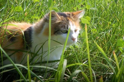 a cat laying in the grass in the grass at Wofahanslhof in Eschlkam