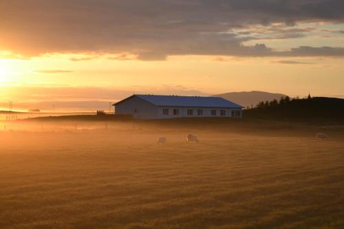 a herd of sheep grazing in a field at sunset at Lambastadir Guesthouse in Selfoss