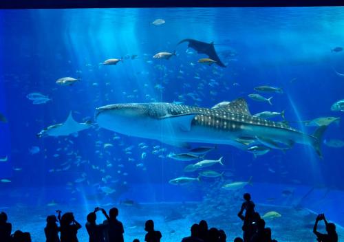 a crowd of people watching a whale shark in an aquarium at Royal View Hotel Churaumi - Closest to Churaumi in Motobu