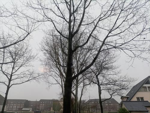 a group of trees with no leaves on them at Hotel An der Karlstadt in Bremerhaven