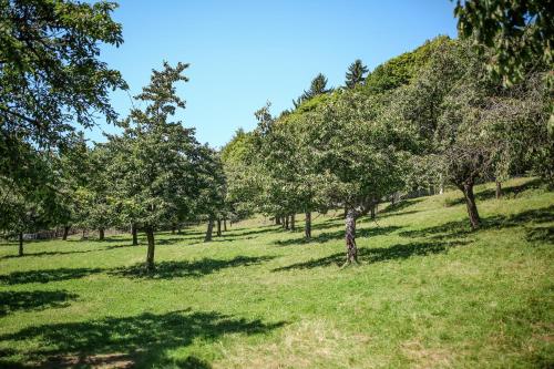 an orchard of trees in a grassy field at Bohem zapomenuté místo in Valeč