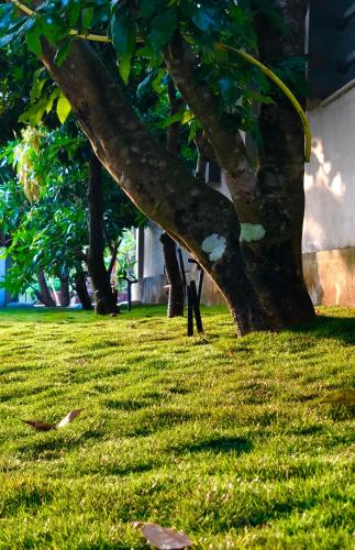 a tree in a field with green grass at Royal residency in Tindummal