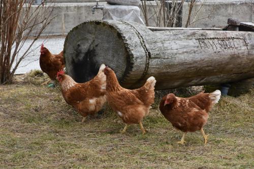 Tiere in der Ferienwohnung oder in der Nähe