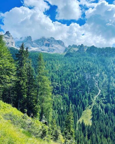 a view of a forest of trees and mountains at Dolomiti House in Pinzolo