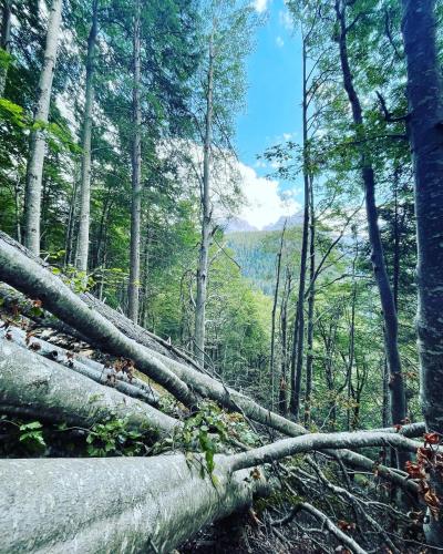 a fallen tree laying on the ground in a forest at Dolomiti House in Pinzolo
